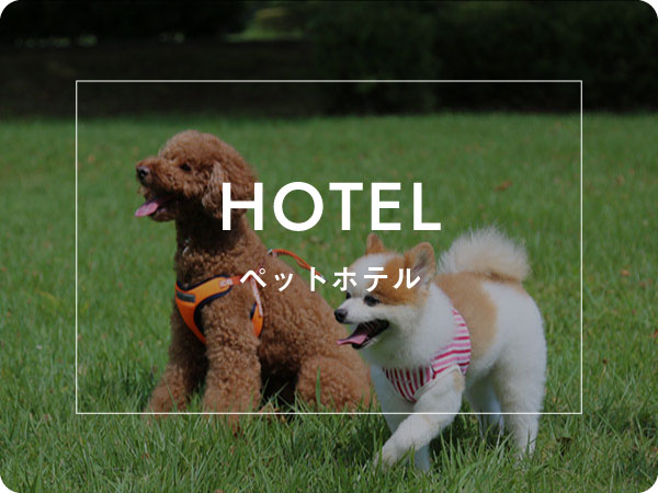 ペットホテル