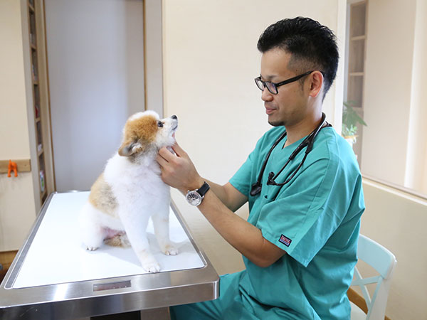 予防接種、各種予防薬について